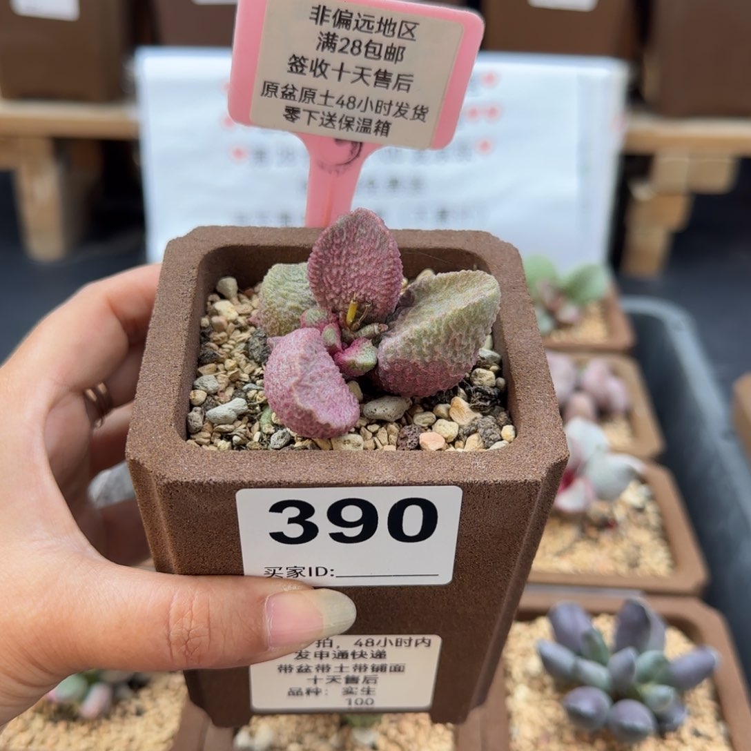 390实生多肉植物