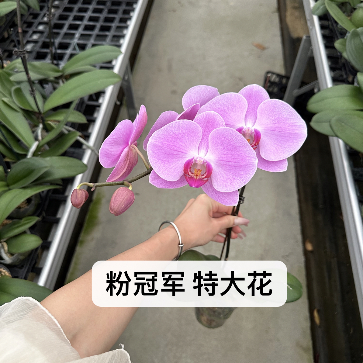 大花【粉冠军】2.8寸高端粉色花卉（没花苞）