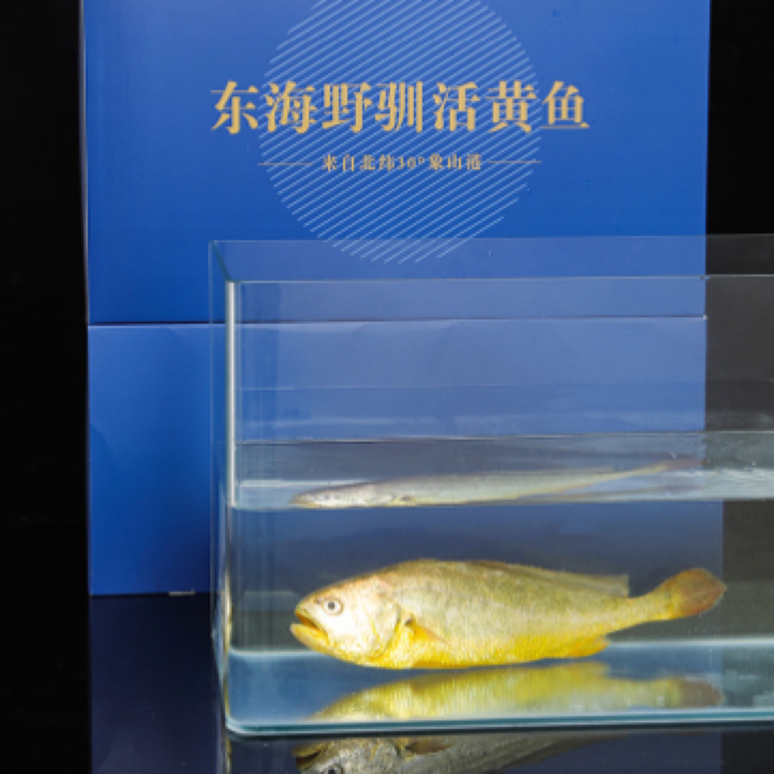 【活黄鱼冰鲜发】象山深活大黄鱼新鲜野驯黄鱼318克非养殖黄花鱼