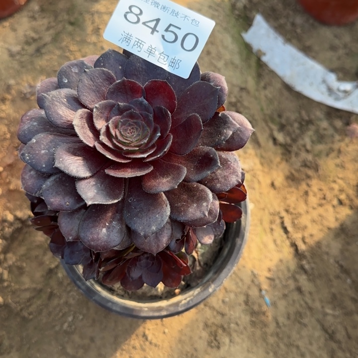 8450黑美人多肉植物