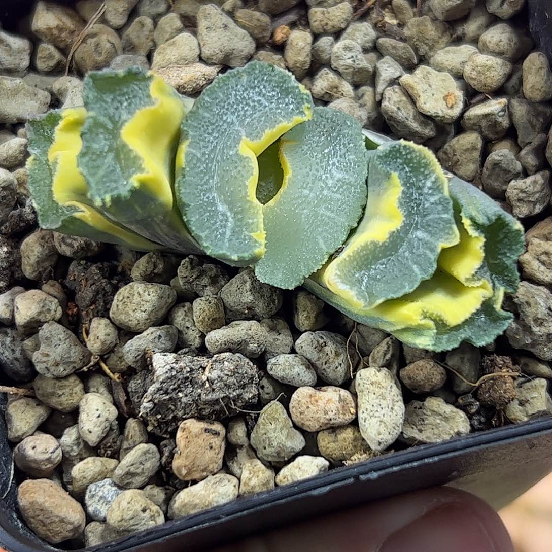 藥*红红火火恍恍惚惚