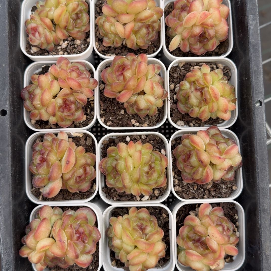 1108-90-甜茶双头起发量拍