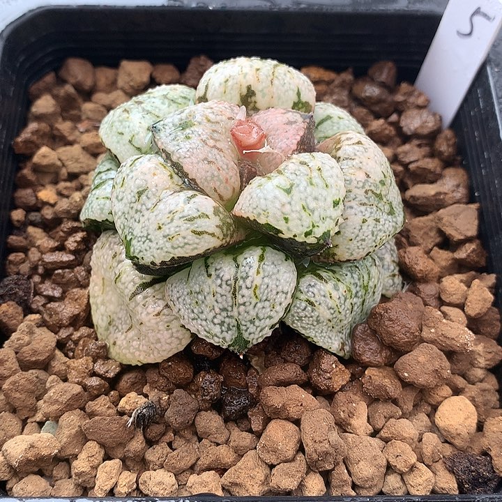 白银寿一物一拍带盆