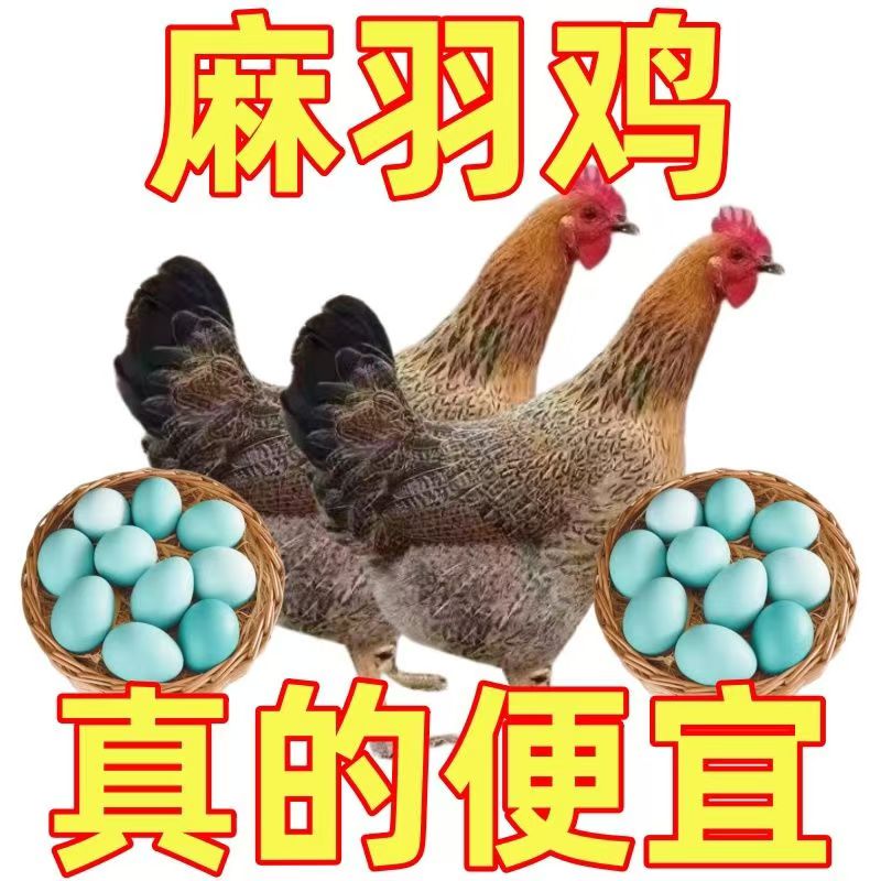 到手12只麻羽鸡大品种宠物活体包邮