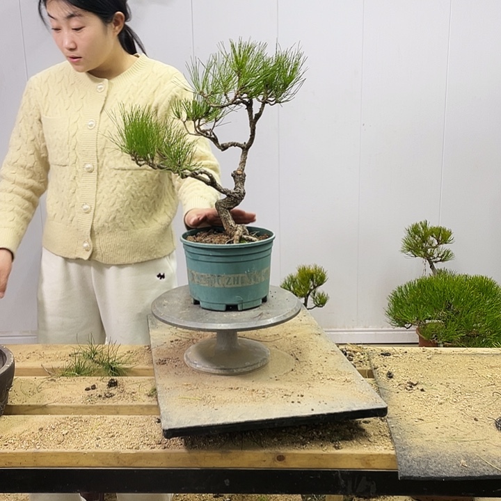 翻*黄山松盆景艺术中心