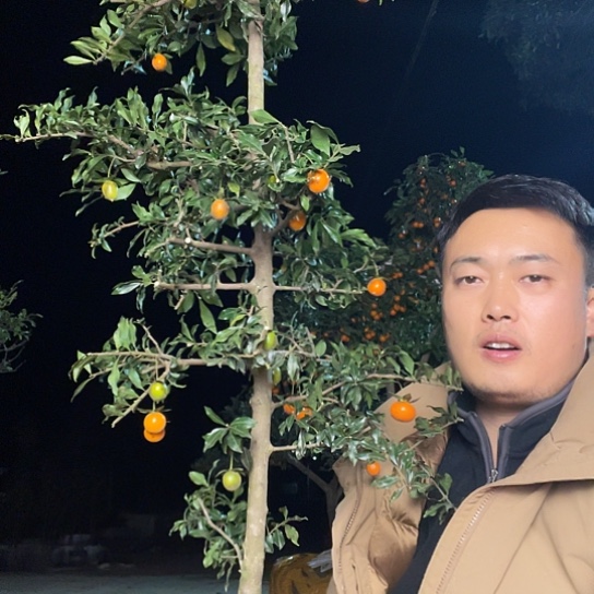 无花朵金弹子庭院地景原生品种