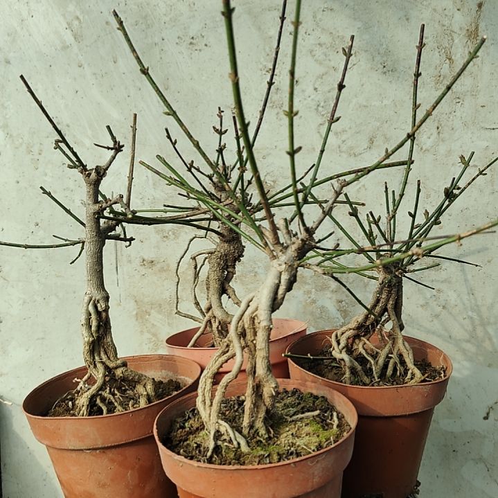 用***3当前无花朵，栽培后可花朵