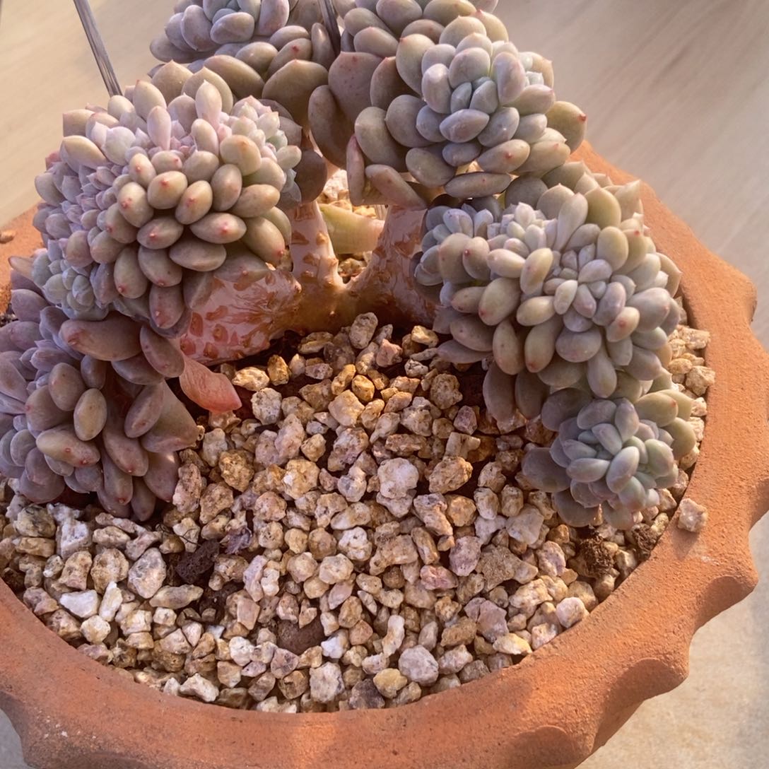 生多肉多肉多肉多肉