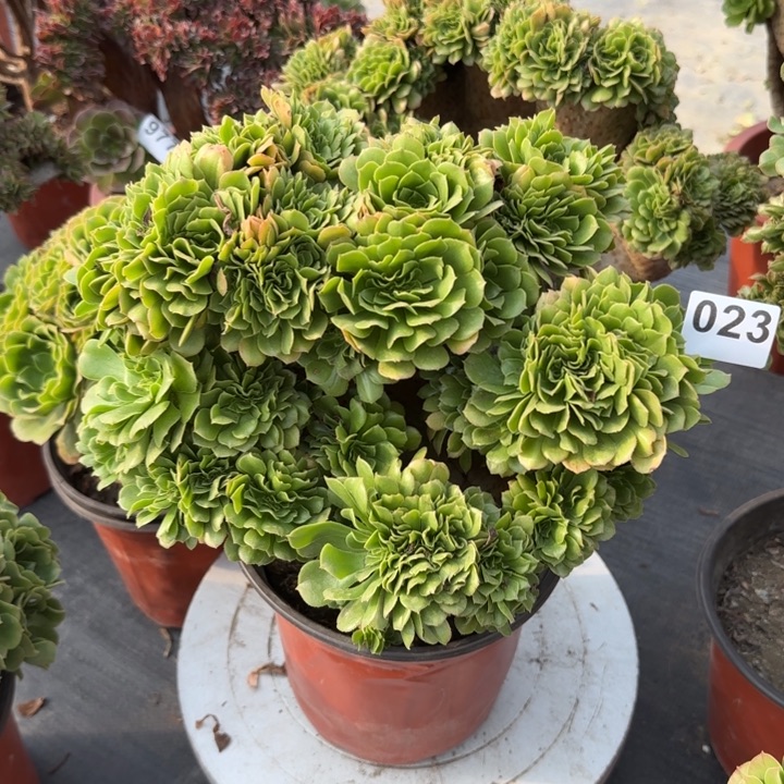 追***雨多肉植物绿羊绒缀023