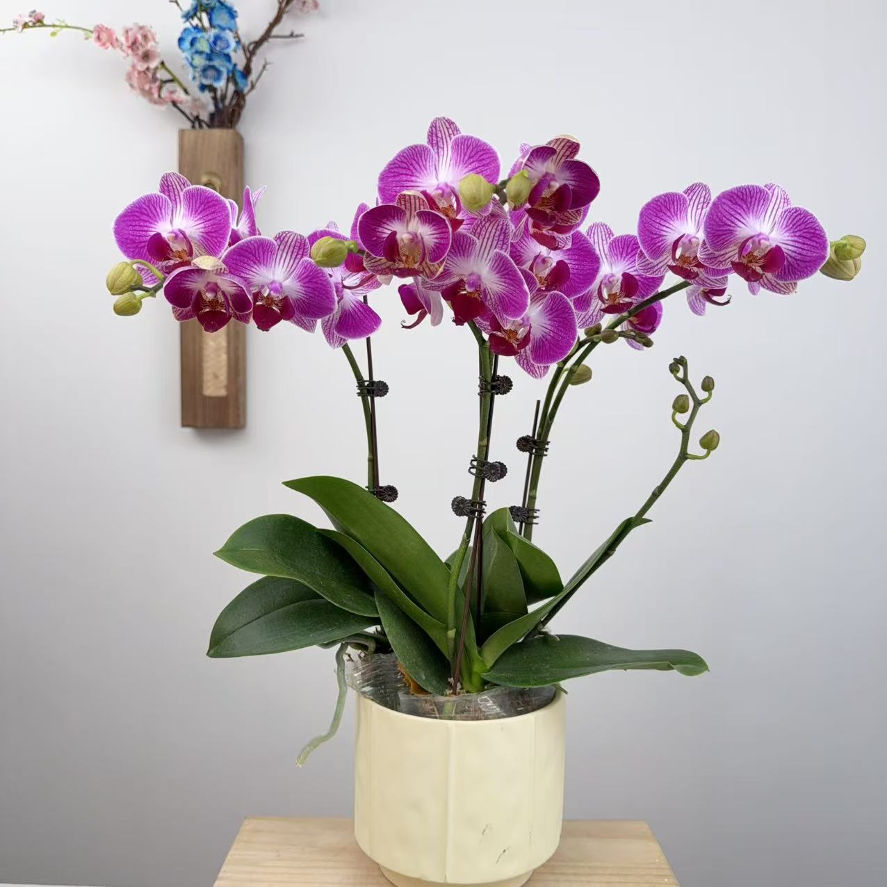 [富贵鸟01]·蝴蝶兰花卉/盆栽/绿植/四季好养/养护花卉盆栽室内花期超长佛山基地批发直播次日达
