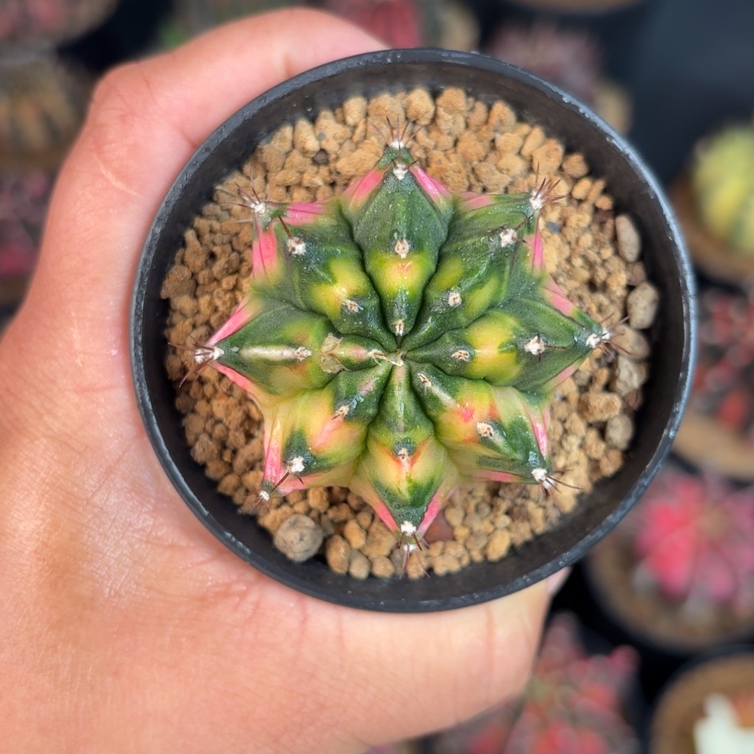 泰系米哈实生仙人球穹顶微瑕5号