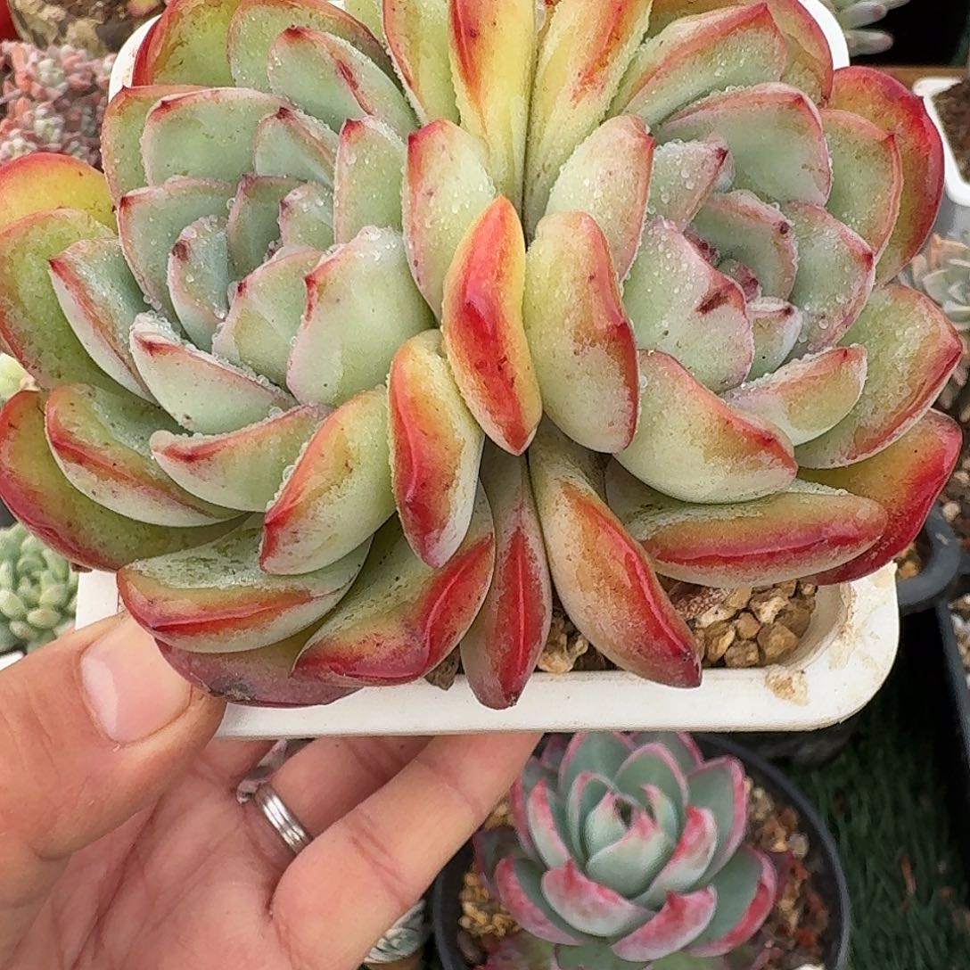 1636 沖卉精品参肉