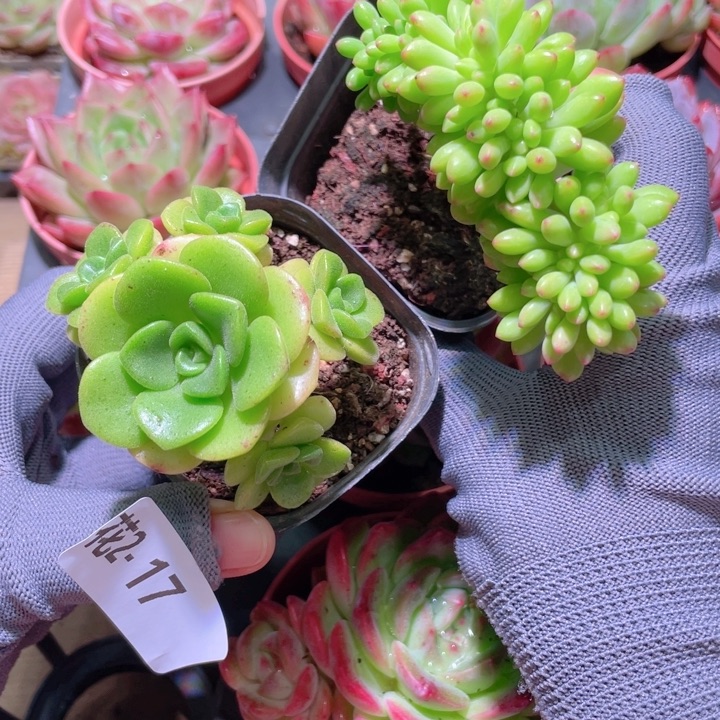 花利美 2-17百合莉莉＋青松缀化