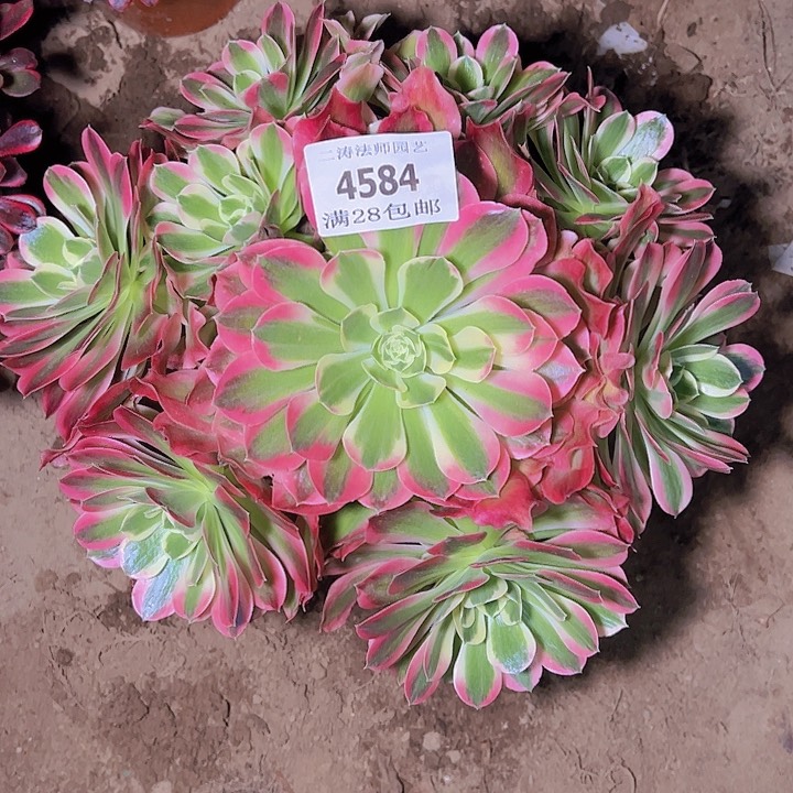 4584白凤多肉植物2号