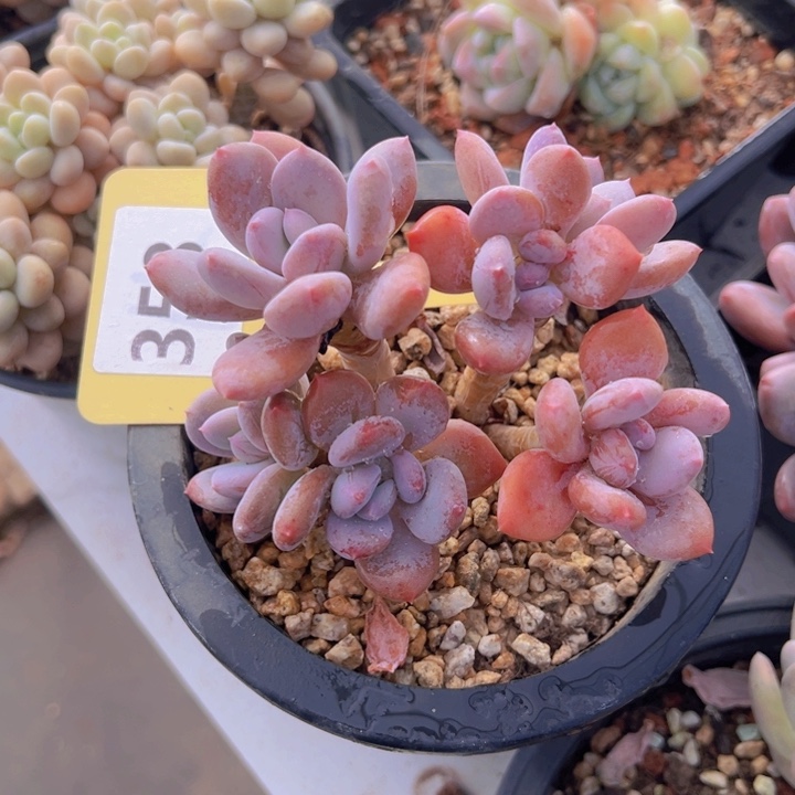 健健康康平平安安