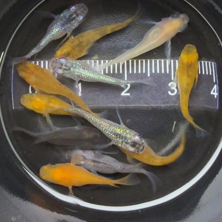 青鳉鱼混搭短球20号