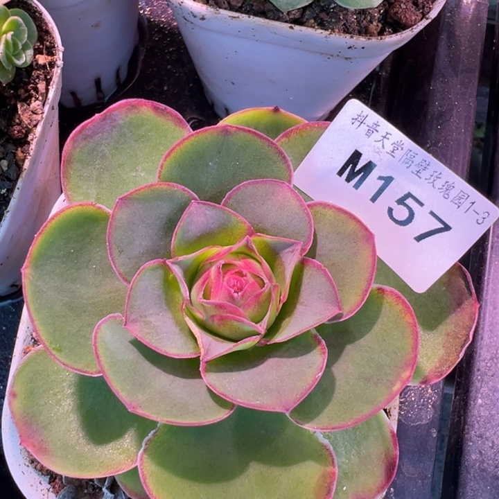 苗苗三碗山地玫瑰多肉植物福利157