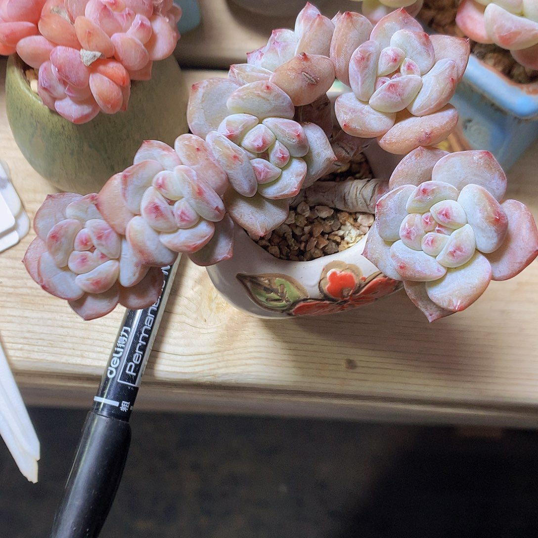 桑桑脱土发货朵朵星影