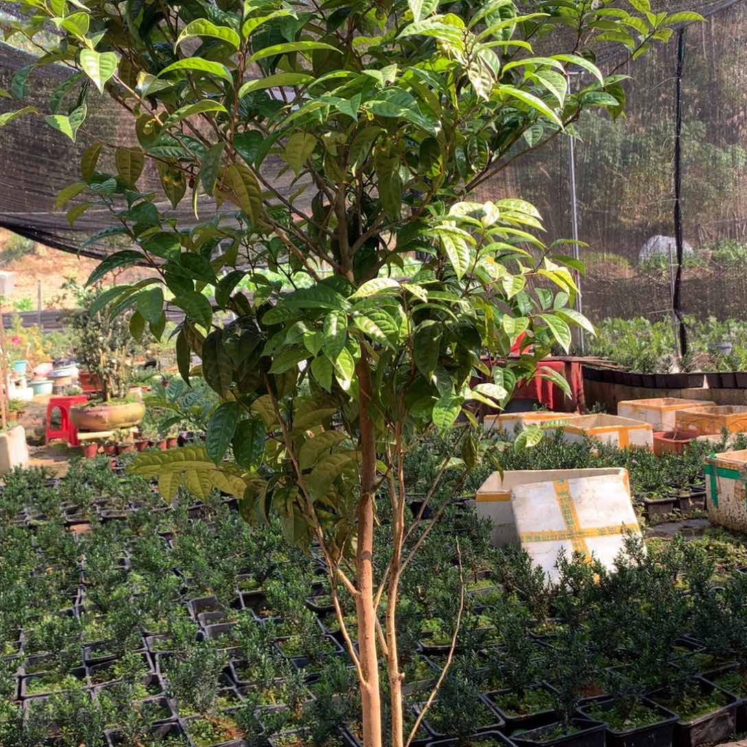 同***枕无花朵青衣金花茶