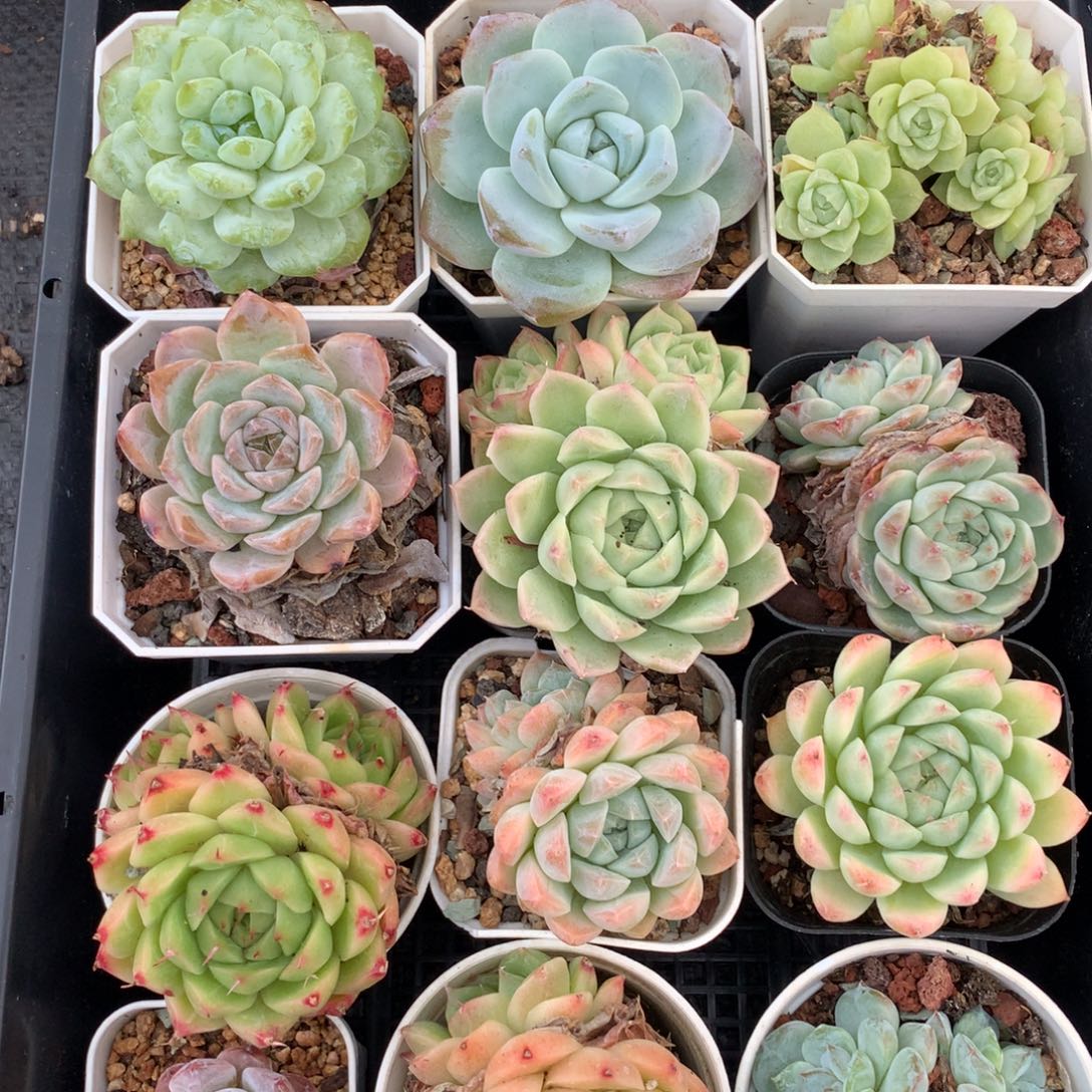 1002-48 套餐一组