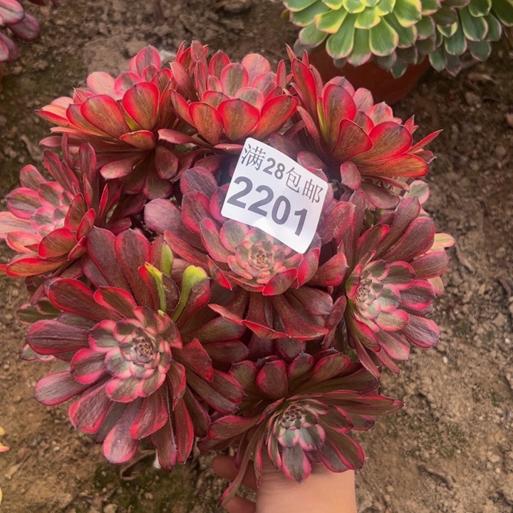 2201红金刚多肉植物