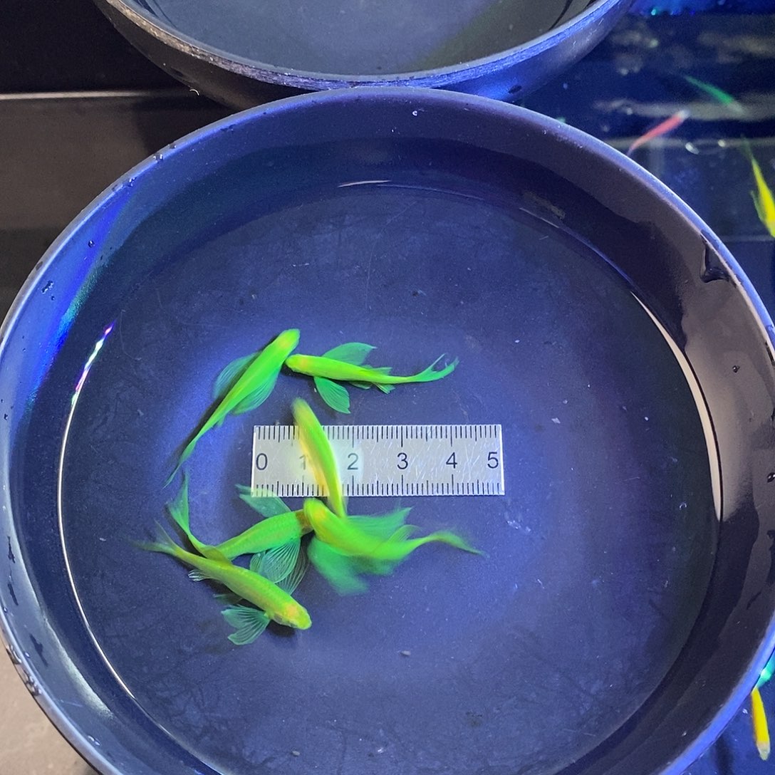 斑马鱼蝶翼精品翡翠绿5➕1备损共6个