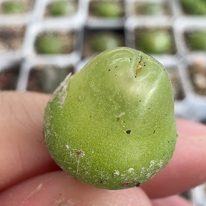 老马生石花1.5大葫芦204