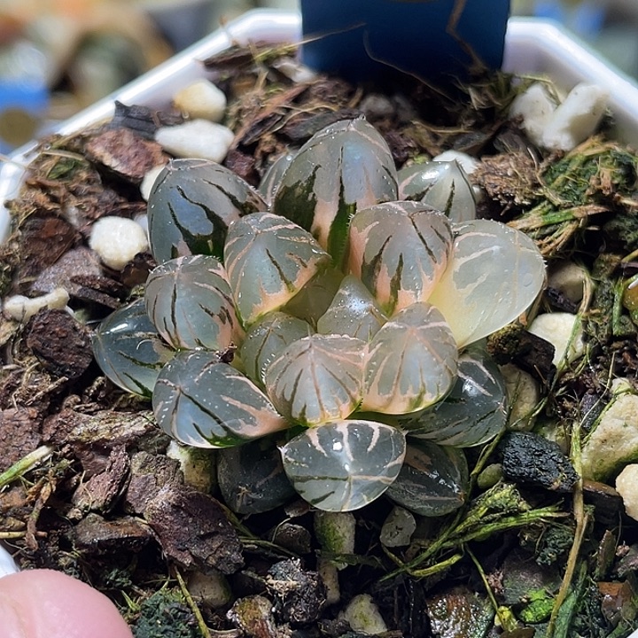 809完美霓虹燈錦特選福利