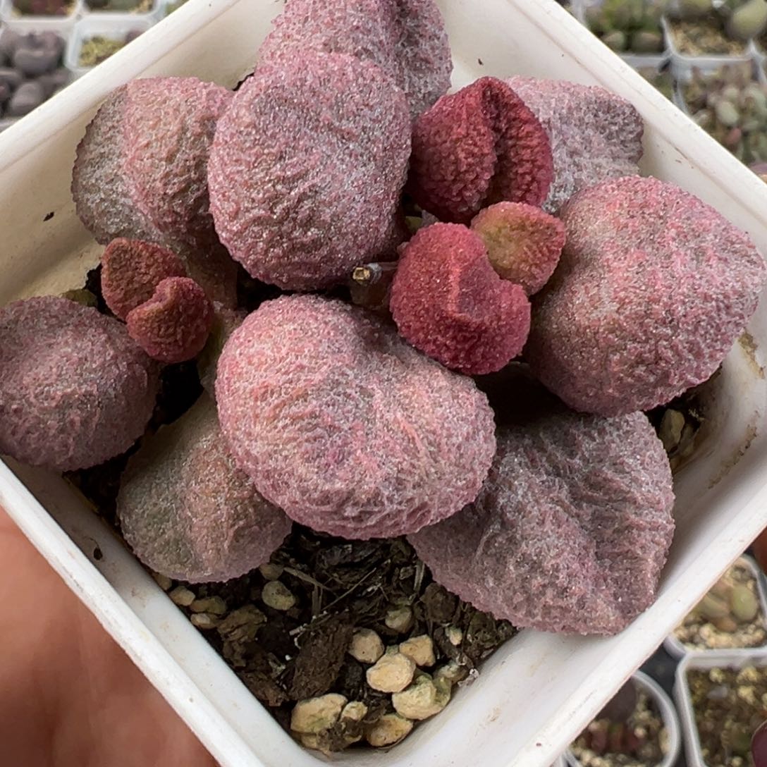 水蜜桃多肉植物水泡