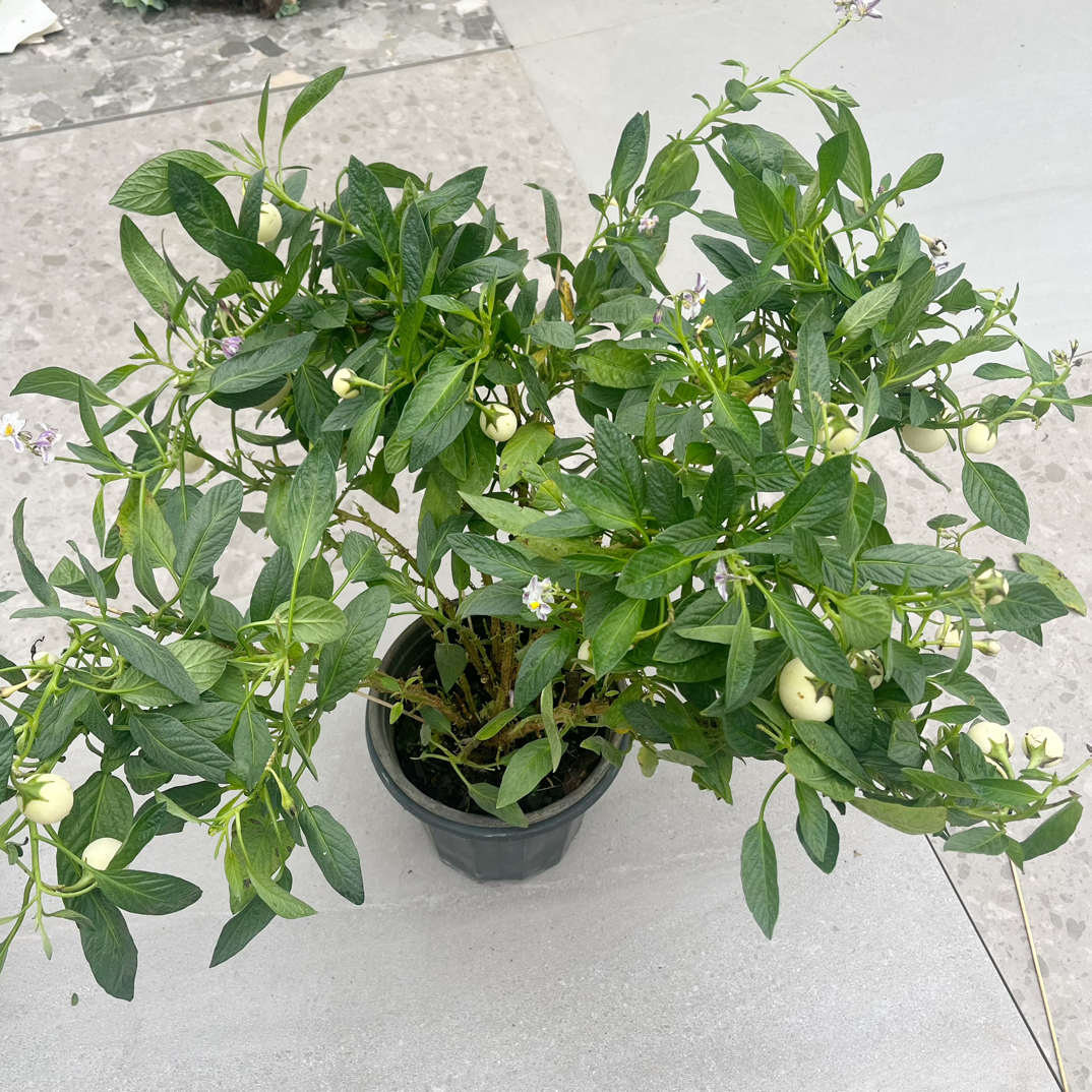 花果多多人参果老桩盆栽可食用带果带花观赏庭院阳台绿植花卉四季
