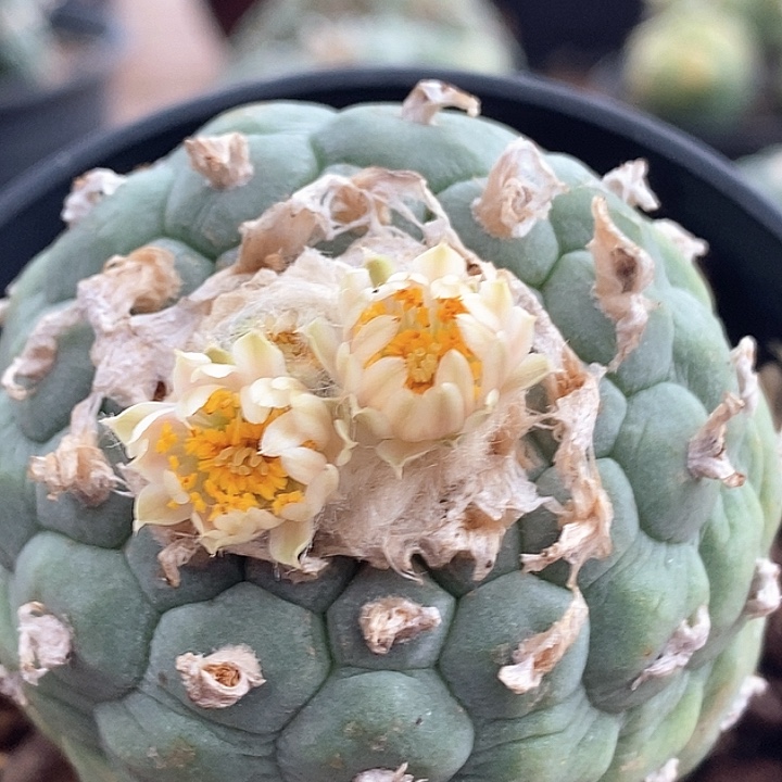 12自根哈哈哈哈哈