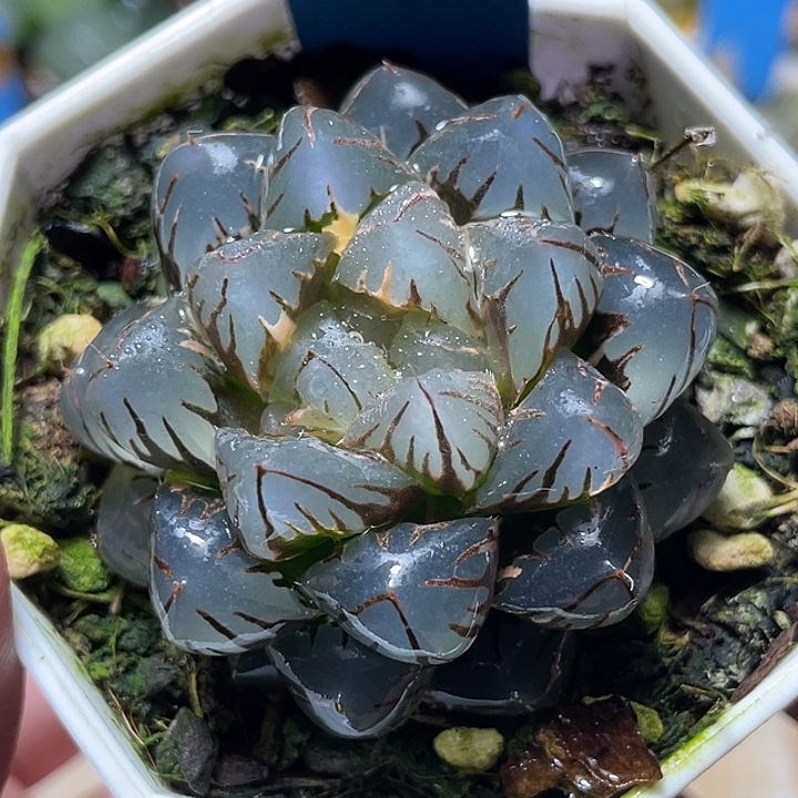 597水中月锦特选福利