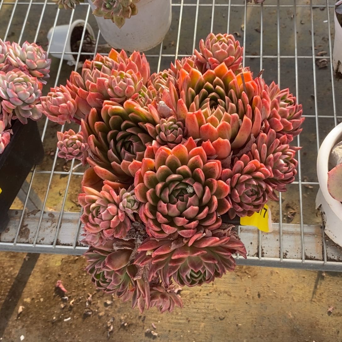 677蓝龙多头一物一拍