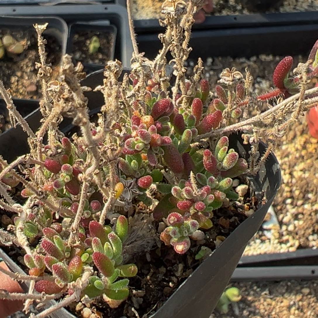 大****女多肉植物11111111111111