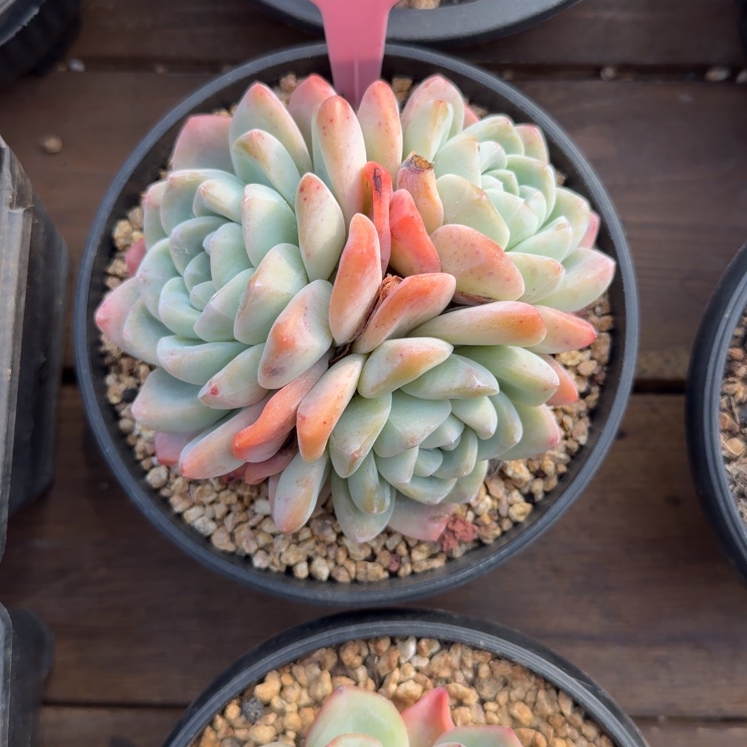 特价冰玉1111111111111