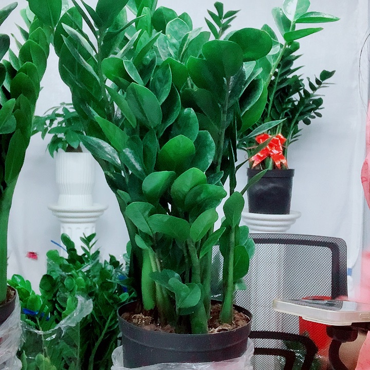 当前无花栽培后可以开花福利款，21规格圆叶金钱树