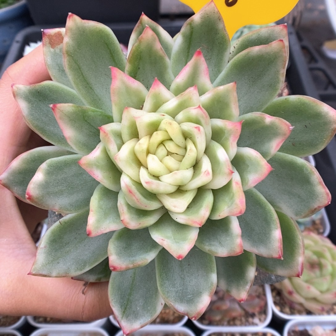 水晶珍妮锦586号。   