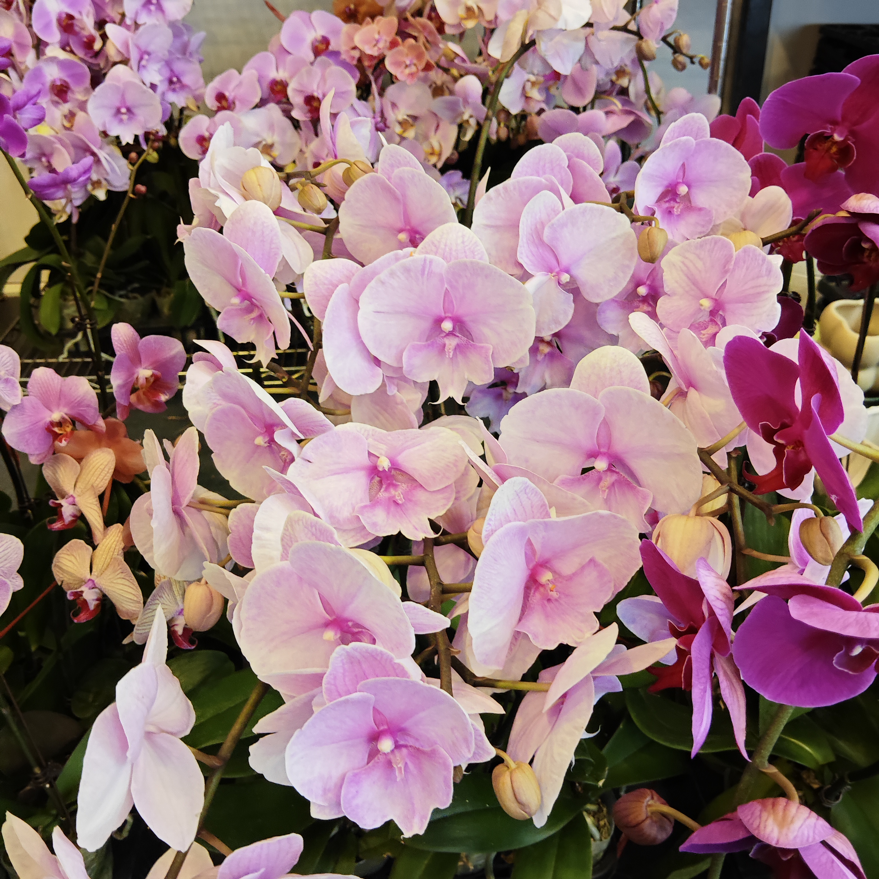 蝴蝶兰【迷雾】带花带花苞发货 室内客厅阳台花卉 好养易活