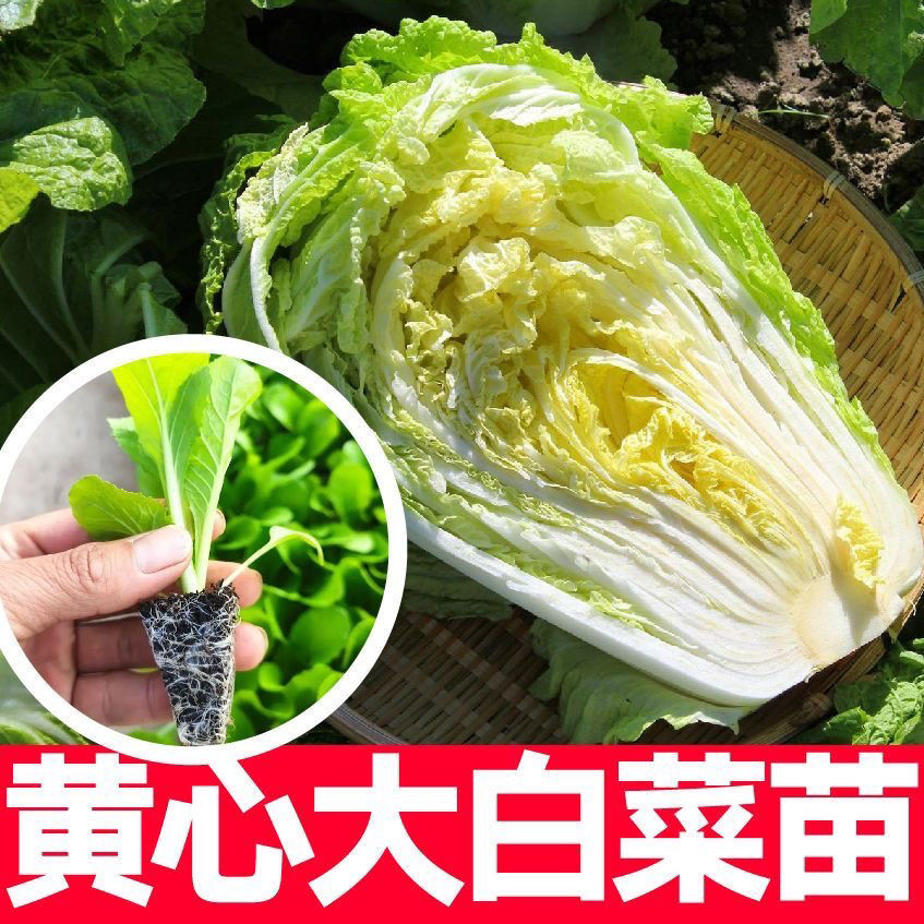 大白菜菜苗秧苗耐寒四季阳台盆栽种籽种植抗病种子高产蔬菜白菜苗