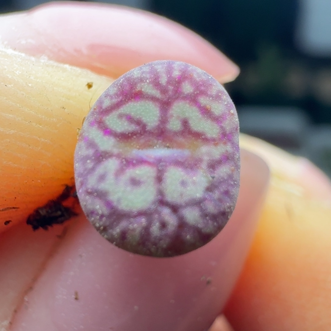 118猴脸青姬一颗000000000