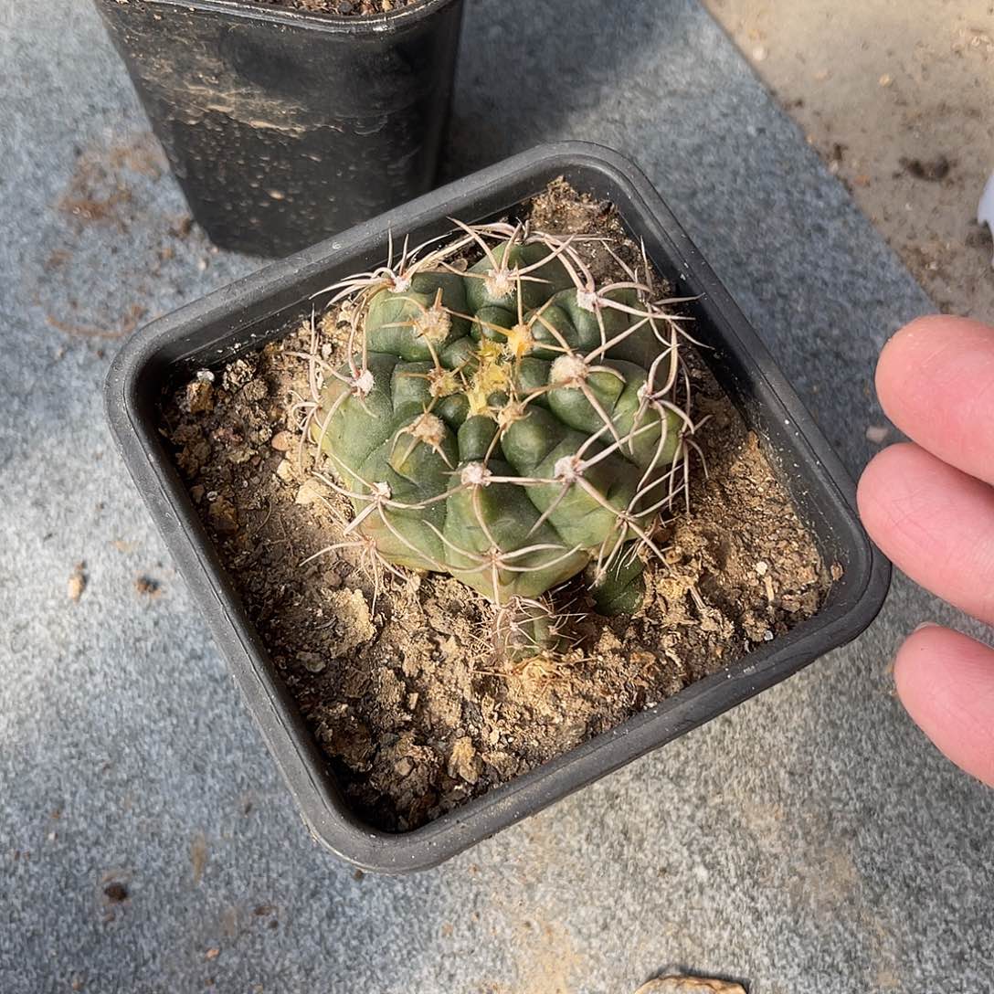 大尤龟甲豪刺仙人球