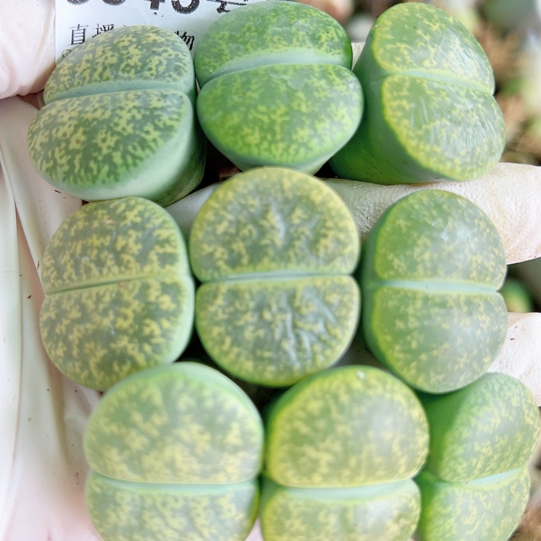 8343 好养易活生石花大母本9个