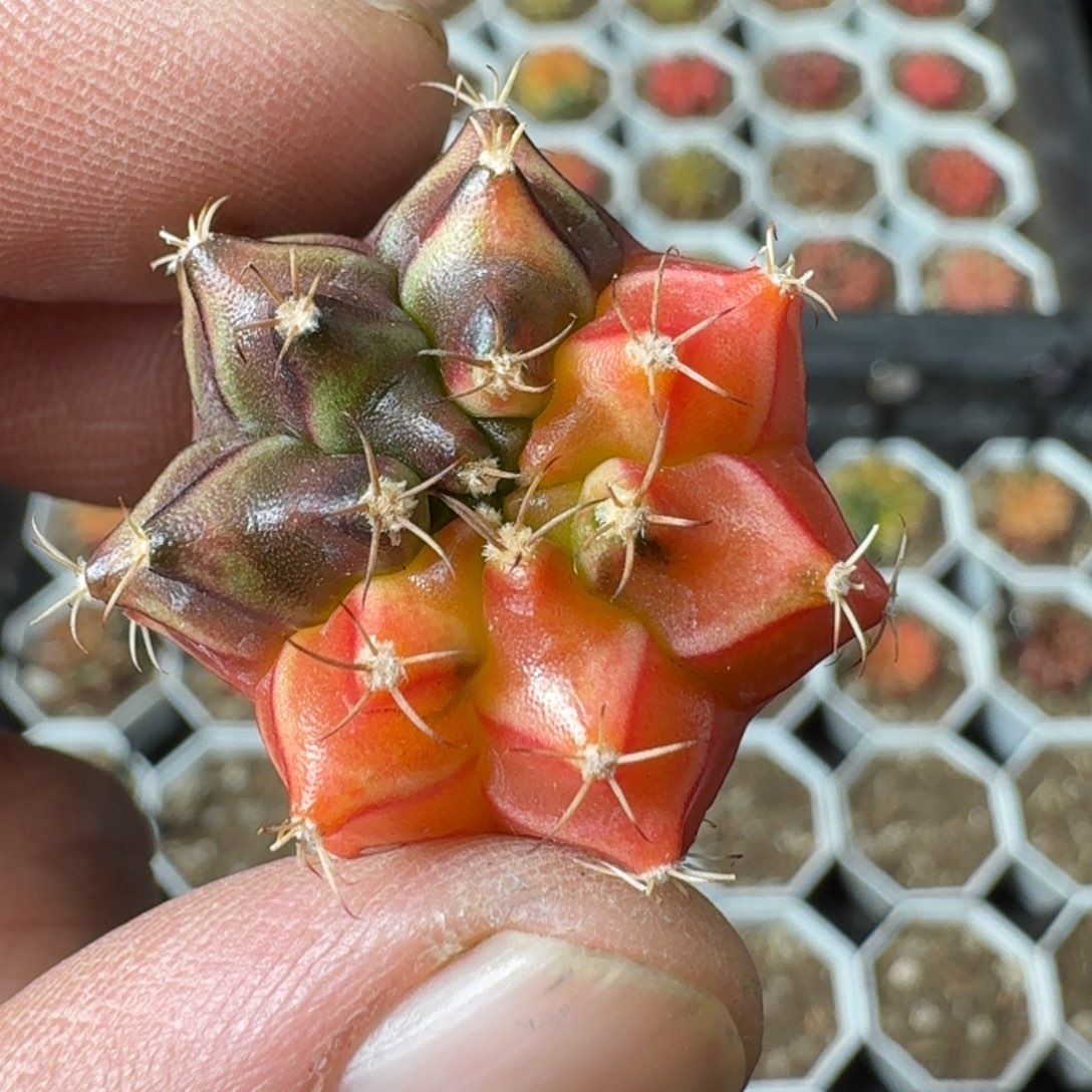 米哈实生自然锦泰国轮回冰球269 微瑕