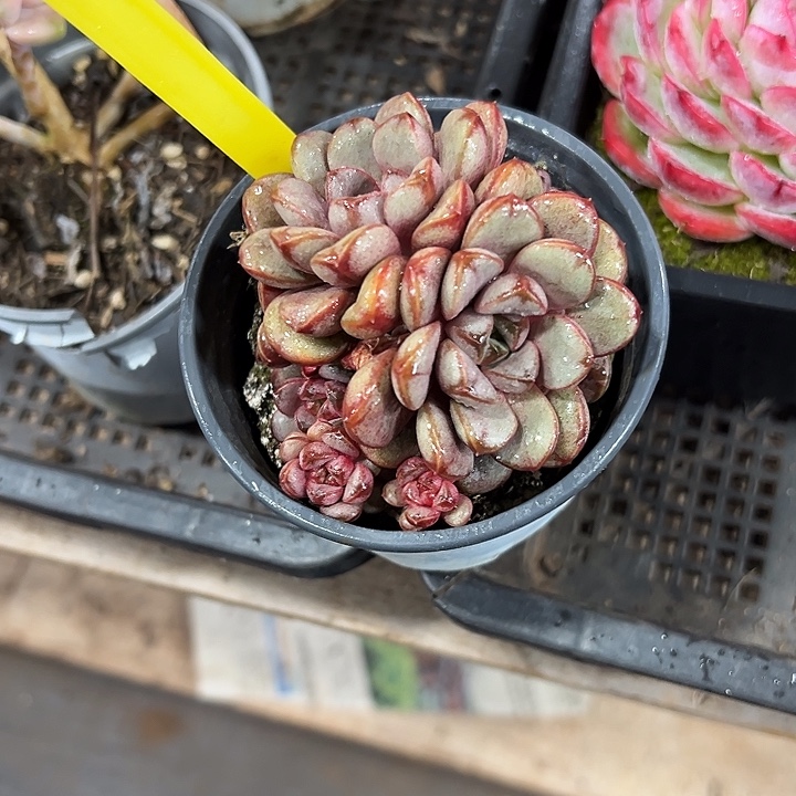 ***葡萄带盆带盆带盆