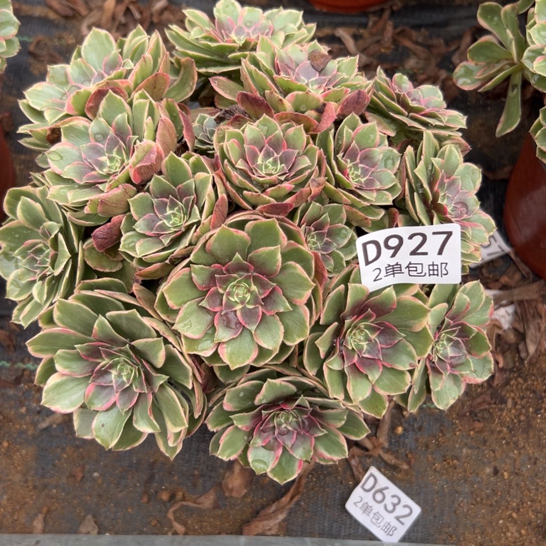 927多肉    粉花妖不包断头