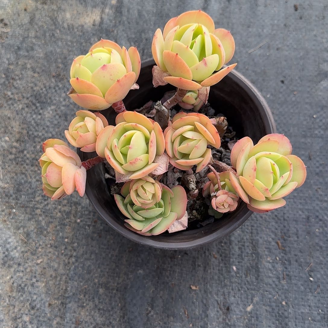 婉*碧桃老桩多肉植物