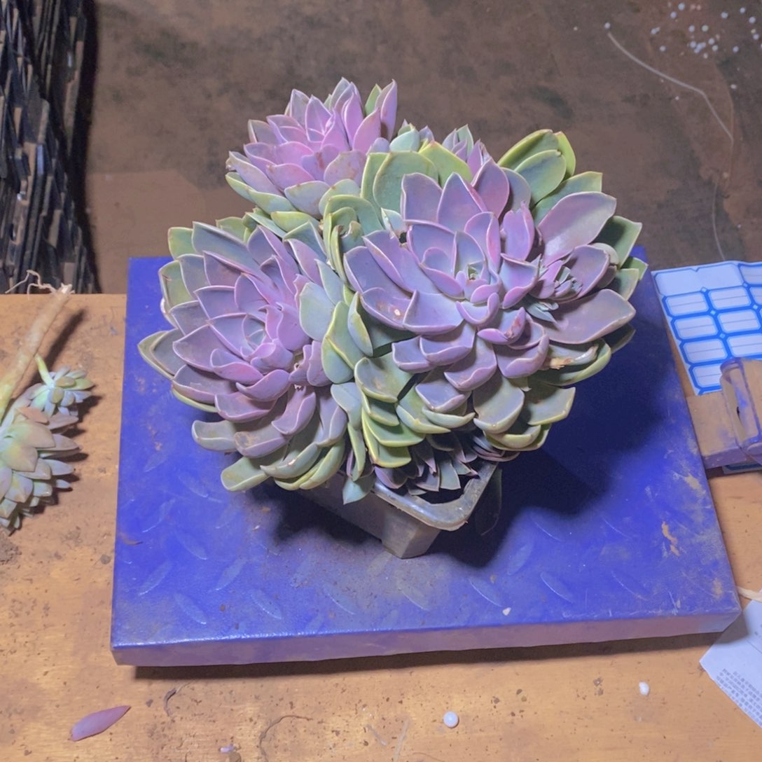 地栽紫气东来1号