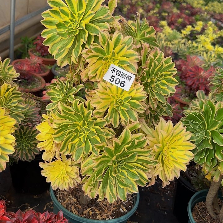 506多肉法师锦1111