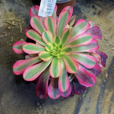 美杜莎多肉植物量拍