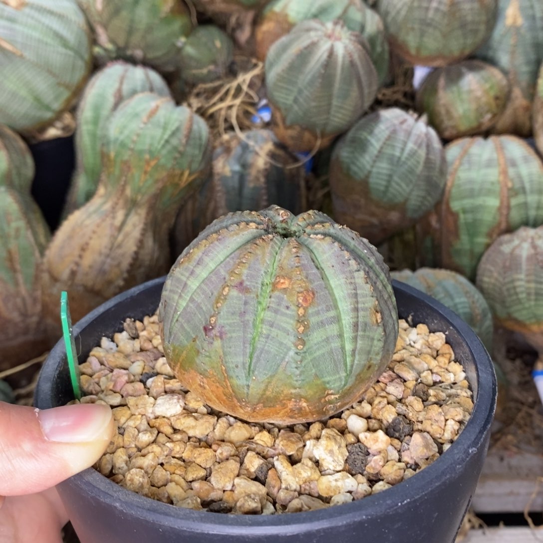 5欧系实生布纹球一物一拍